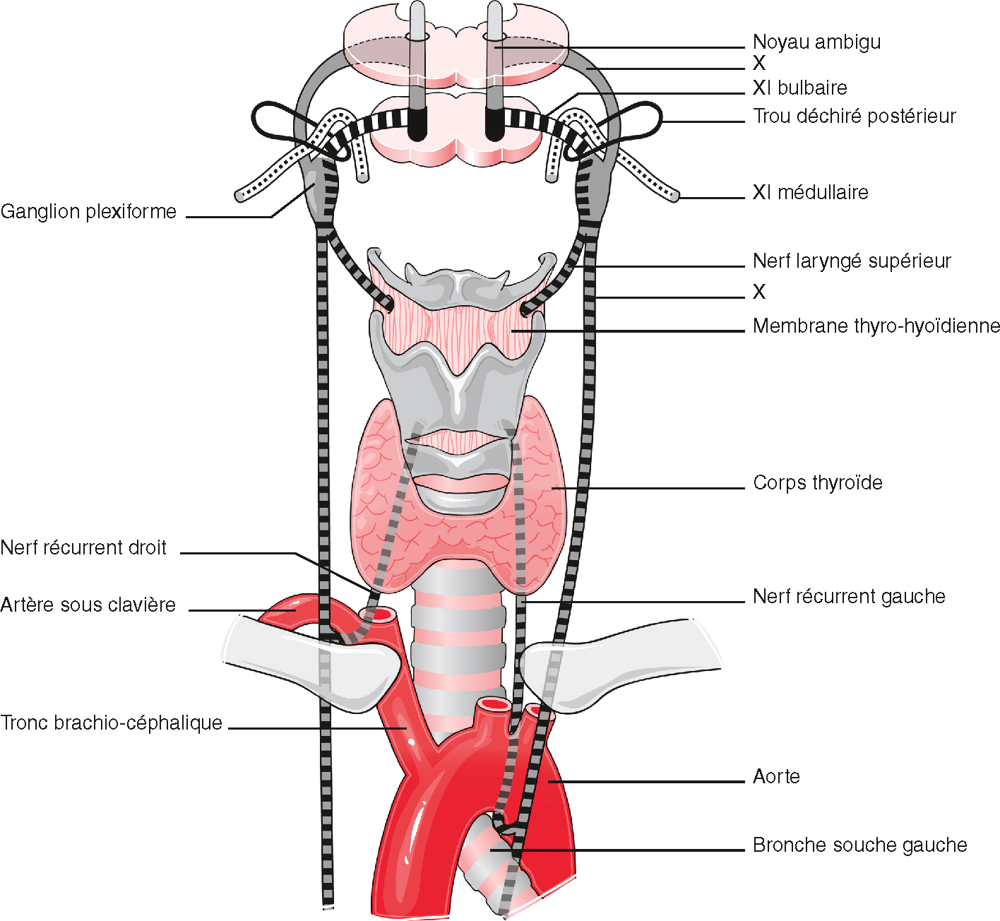 Le larynx est innervé par le nerf vague via les nerfs laryngés supérieur et récurrent, essentiels à la phonation et à la protection des voies respiratoires.