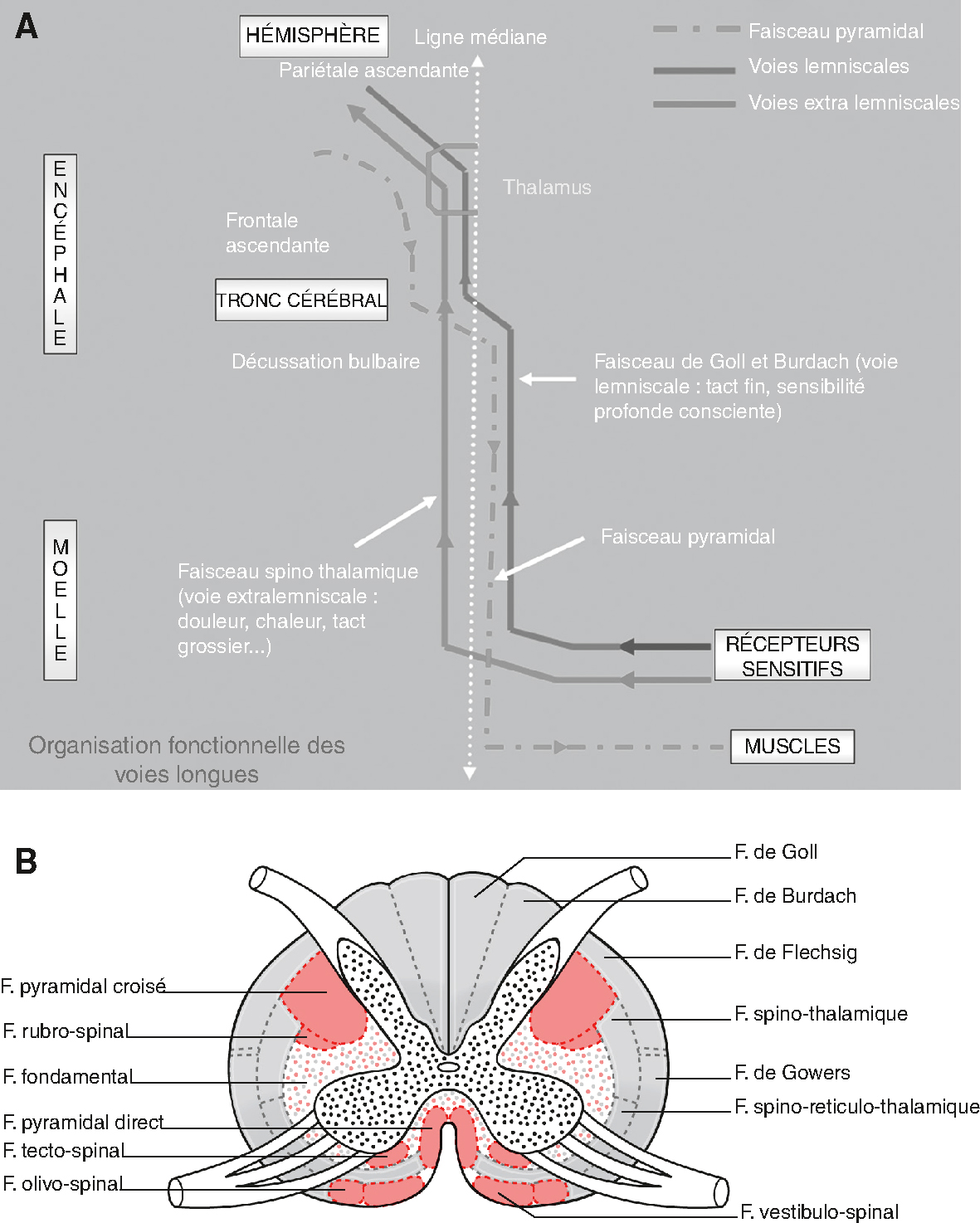 Schéma des voies longues médullaires montrant les faisceaux moteurs et sensitifs. Décussation pyramidale, organisation somatotopique et projection ascendante.