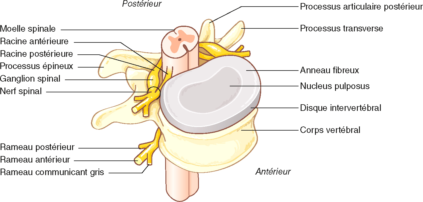 Schéma illustrant la formation du nerf spinal à partir des racines nerveuses. Relation anatomique entre moelle, disque intervertébral et structures osseuses.