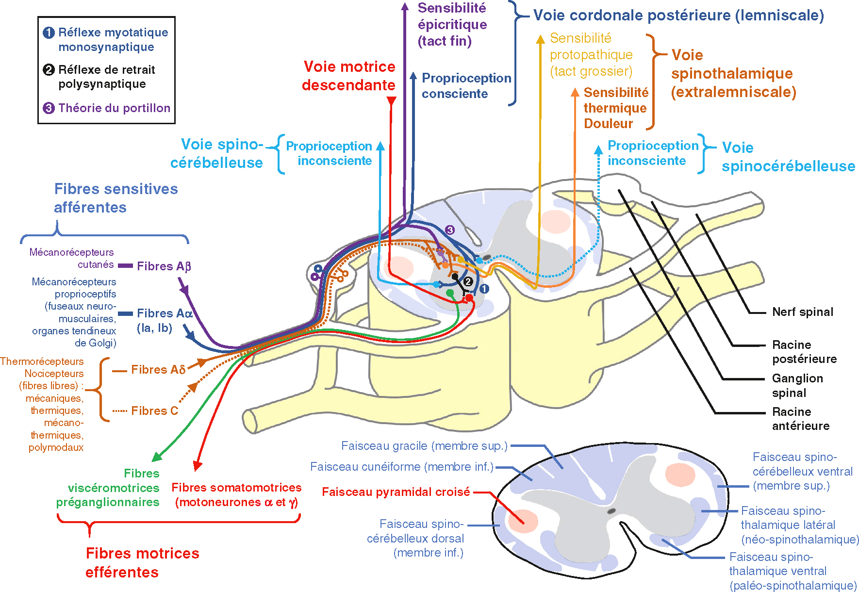 Vue globale des fibres sensitives, motrices et des voies ascendantes spinales impliquées dans la motricité et la sensibilité.