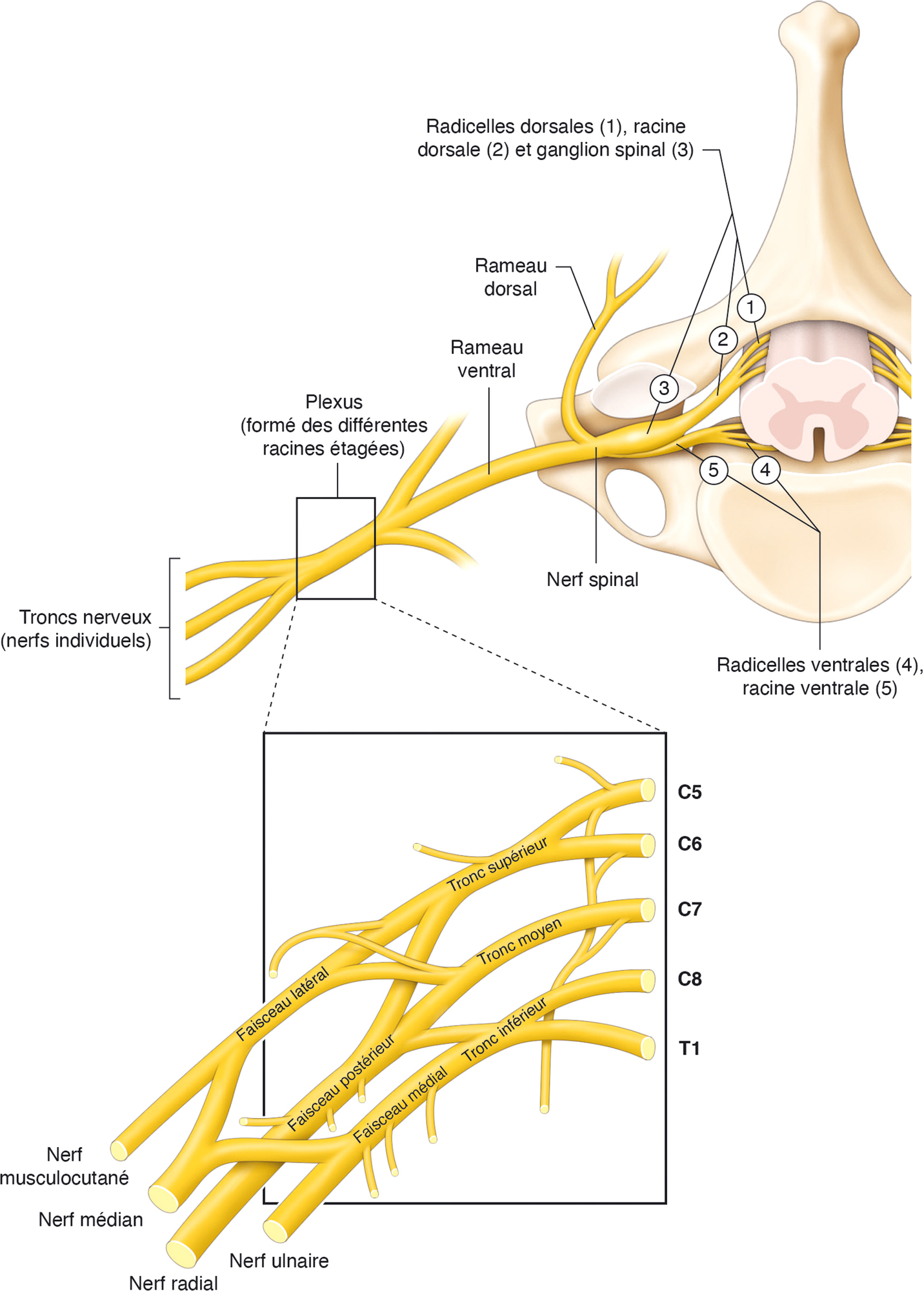 Vue anatomique de la formation du plexus brachial à partir des racines nerveuses spinales de C5 à T1.