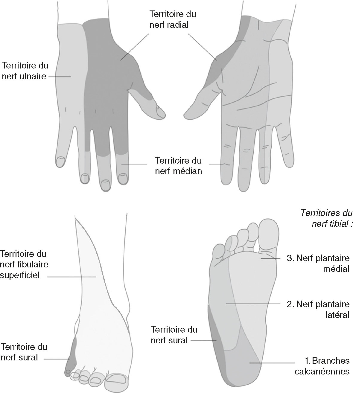Schéma des territoires sensitifs des nerfs périphériques des mains et des pieds, illustrant l’innervation cutanée des nerfs médian, ulnaire, tibial et fibulaire.