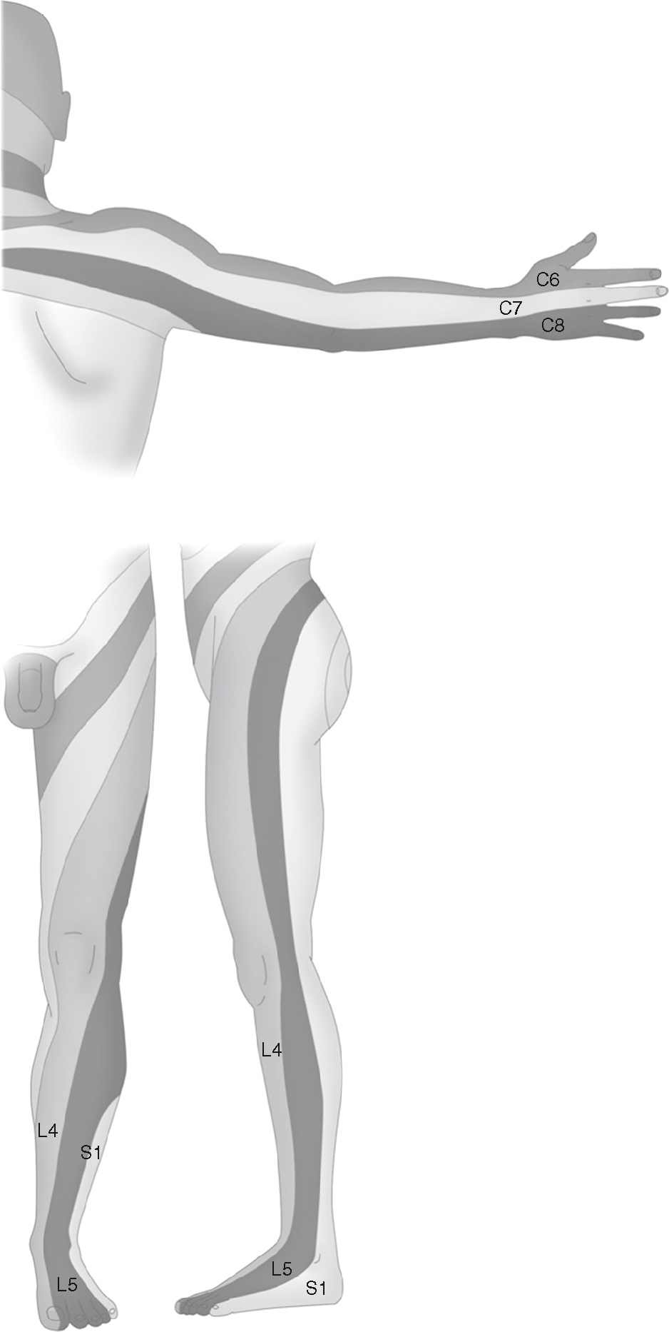 Représentation des dermatomes sensitifs des membres, associant chaque zone cutanée aux racines rachidiennes correspondantes.