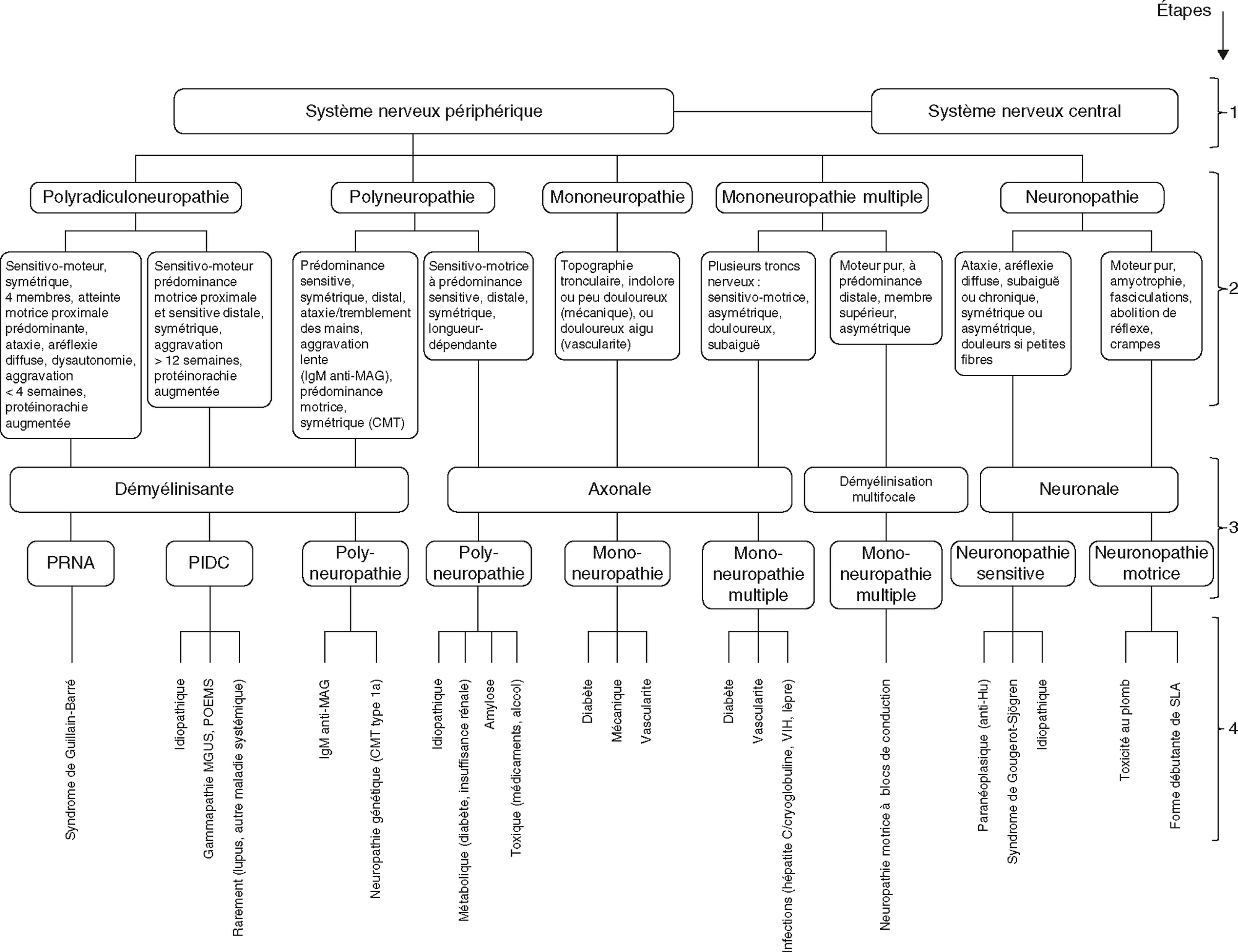 Arbre clinique pour orienter le diagnostic des neuropathies périphériques selon leur topographie et leur mécanisme lésionnel dominant.