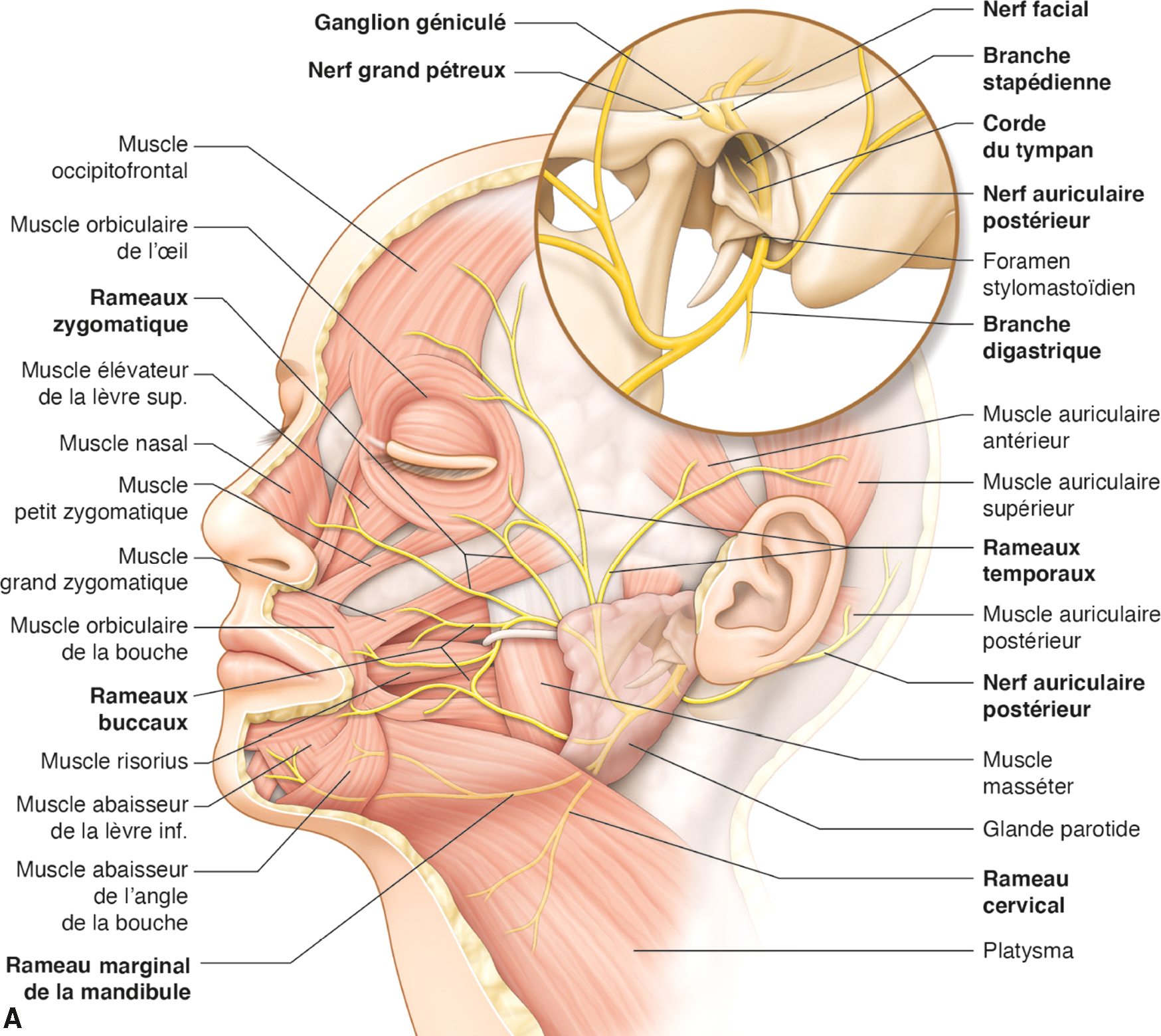 L'image montre l'anatomie du nerf facial, ses branches (temporal, zygomatique, buccal, mandibulaire, cervical) et son trajet, contrôlant l'expression faciale, la salivation et la lacrymation.