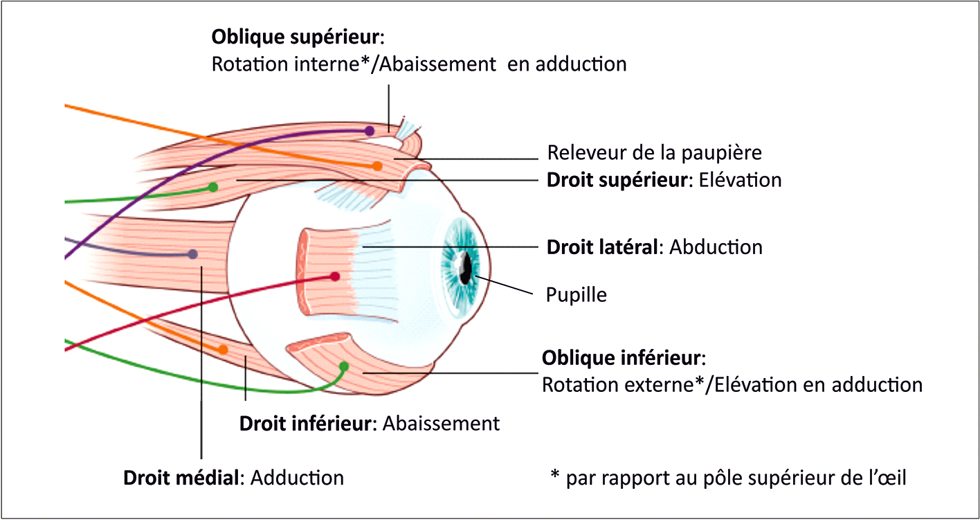 Les muscles extraoculaires, au nombre de six, contrôlent les mouvements oculaires : élévation, abaissement, adduction, abduction et rotations, permettant une vision binoculaire précise.
