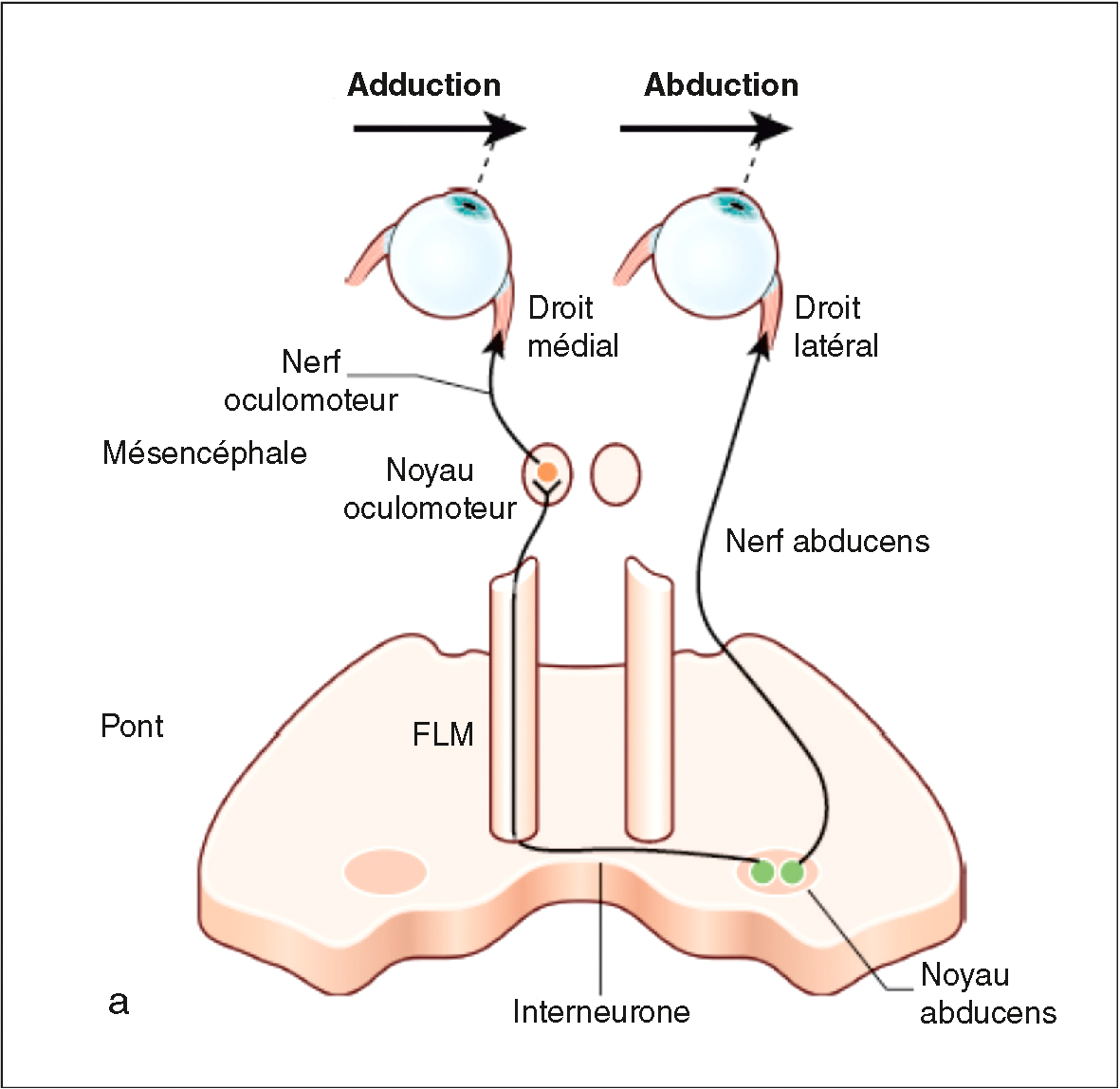 L'image montre les voies oculomotrices contrôlant l'adduction et l'abduction des yeux, via les nerfs III et VI, et les fibres longitudinales médianes pour la coordination.