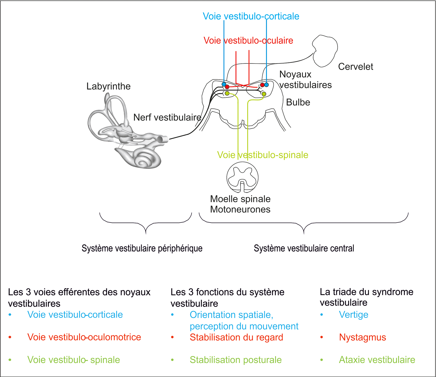 Le schéma illustre les voies vestibulaires périphériques et centrales, leurs fonctions et les symptômes comme vertige, nystagmus et ataxie vestibulaire liés au syndrome vestibulaire.