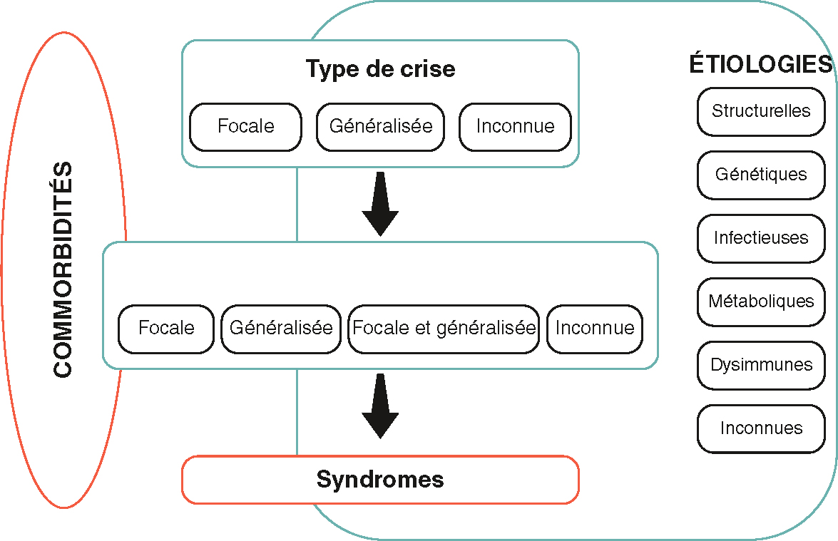 La classification des épilepsies distingue les crises (focales, généralisées, inconnues), les types (focale, généralisée, mixte, inconnue) et les étiologies (structurelle, génétique, etc.).