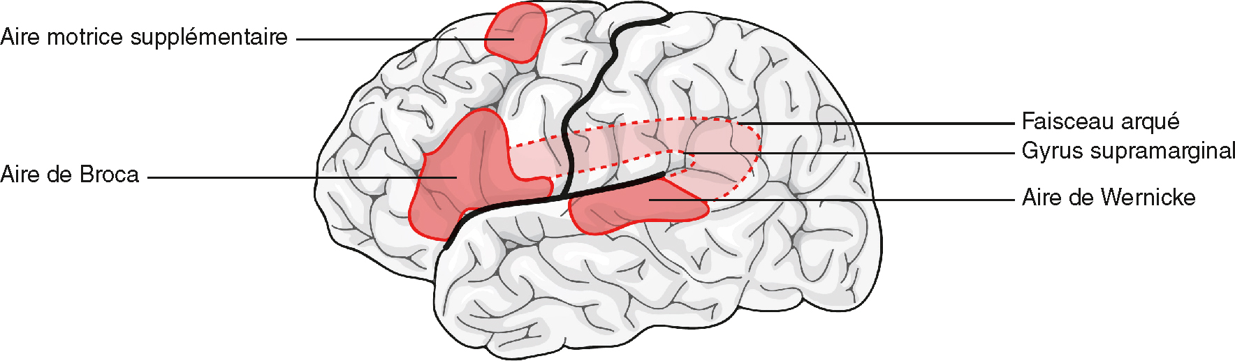 L'image illustre les principales aires du langage dans l'hémisphère gauche du cerveau, incluant les aires de Broca, Wernicke, le faisceau arqué, et d'autres régions clés.