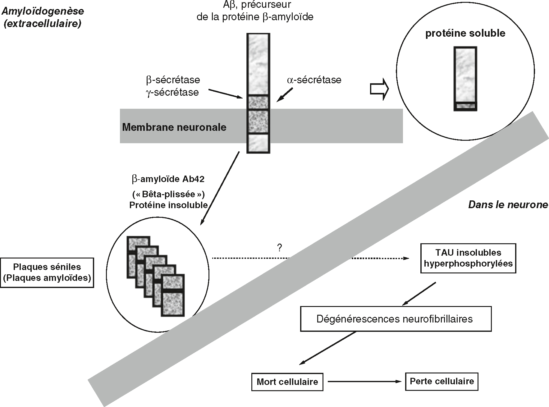 La cascade biologique de la maladie d'Alzheimer commence par l'amyloïdogénèse et la formation de plaques amyloïdes, suivie de l'hyperphosphorylation de TAU, entraînant une atrophie cérébrale.